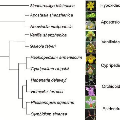 A diagram of phylogenetic relationships of the five subfamilies of ...