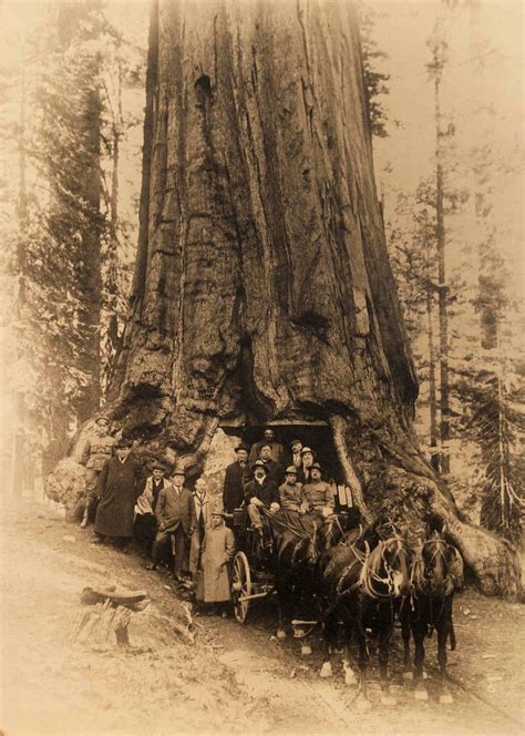 The Wawona Tree - Historic Photos Since Its Tunnel Was Formed Untill Falling | Historical photos ...