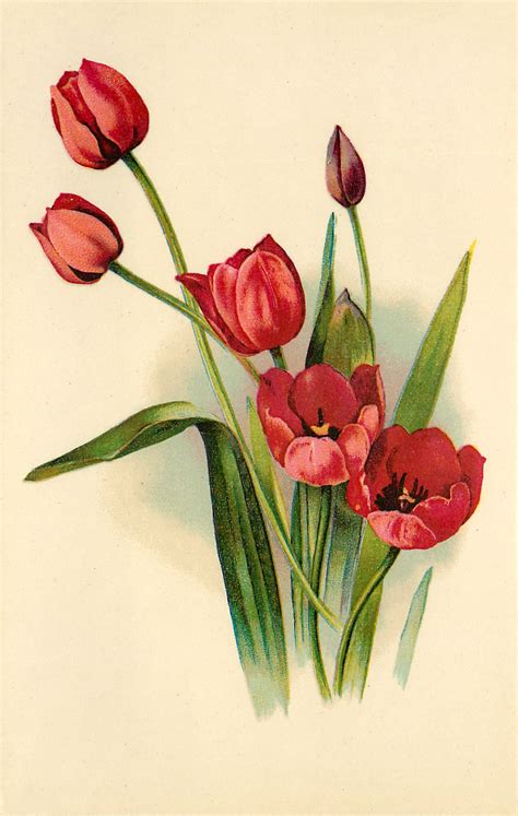 15 Tulip Images! - The Graphics Fairy