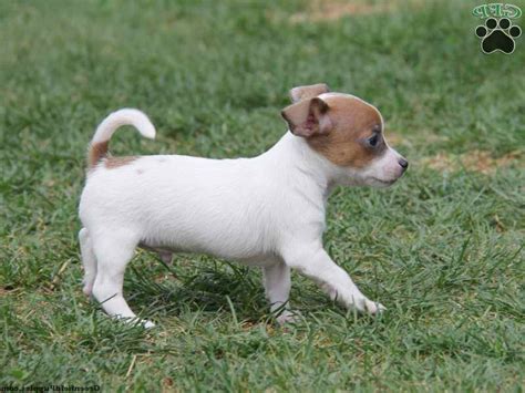 Jack Russell Chihuahua Mix Puppies For Sale