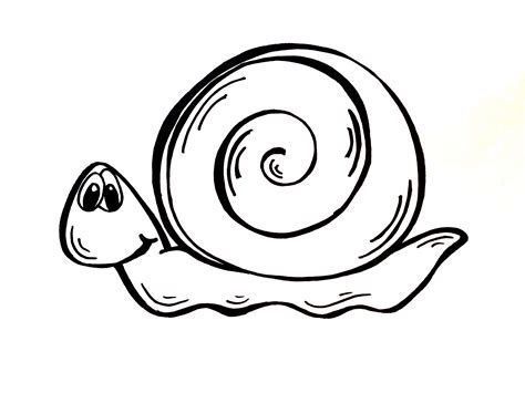 Realistic Snail Drawing at GetDrawings | Free download