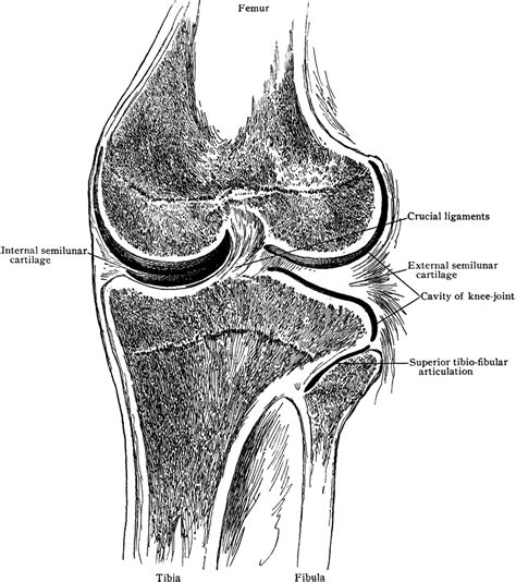 Frontal Section Through Knee Joint | ClipArt ETC