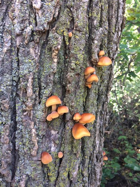 Id? Small orange mushrooms growing on an elm tree in Central Nebraska. : r/mycology