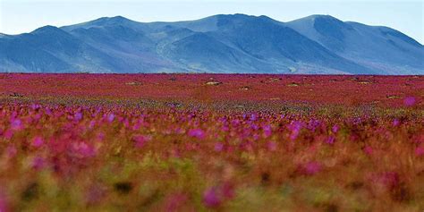 The Atacama desert is having its longest flower bloom in years - Strange Sounds