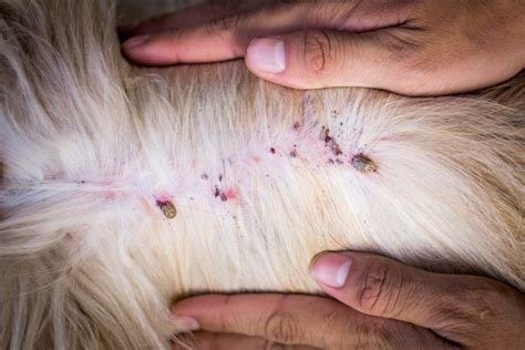 The Tick Risk: 5 Diseases Your Pet Can Catch from Ticks - Vet In ...