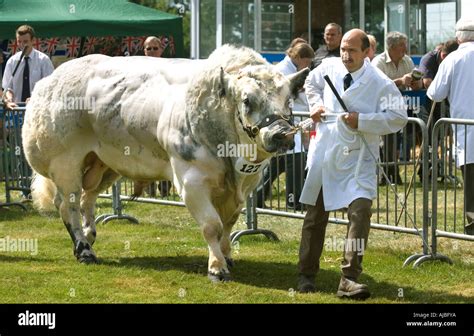 Belgian Blue bull at Burwarton Show in Shropshire Stock Photo: 8391417 - Alamy