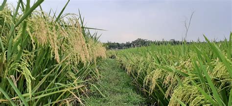 Free Images : paddy field, paddy garden, Gold rice, nature, bangladesh, farmer, Working on field ...