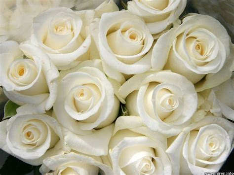White Rose Symbol