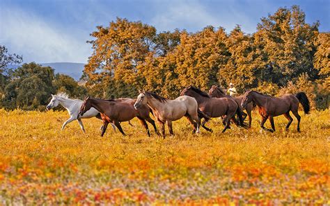 Horses Running Free Photograph by Susan Candelario