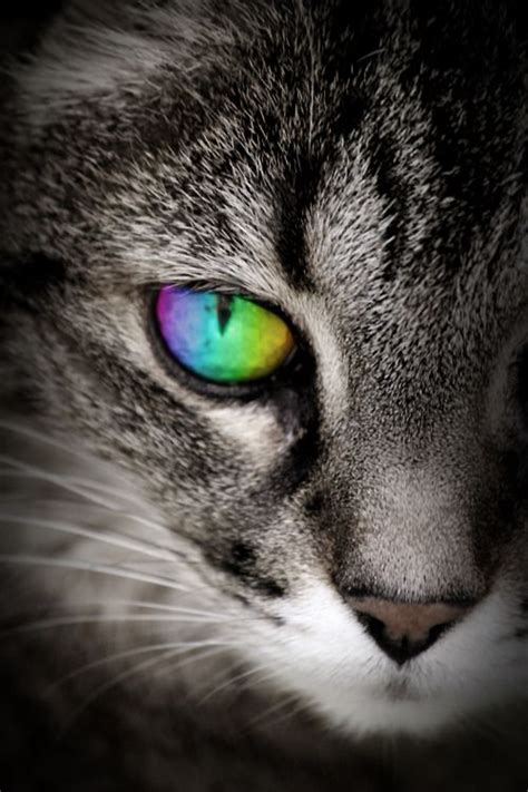 7 best rainbow kittens images on Pinterest | Animals, Kittens and Kitty ...