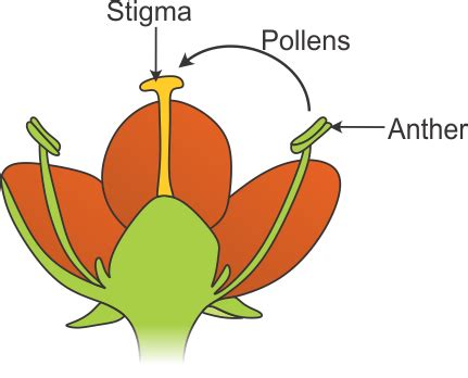 What is self-pollination? Diagrammatically represent self-pollination. - 8jdjtcf00