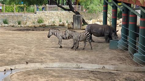 San Antonio Zoo - Go Wandering