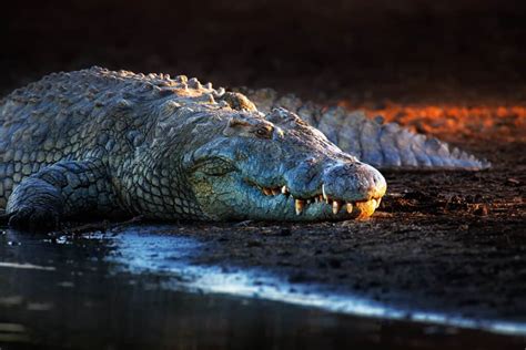 American Crocodile vs. Nile Crocodile: What Are the Differences?