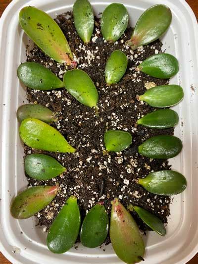 Jade Plant Leaf Propagation: 1 Lazy and Effective Method!