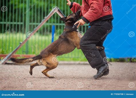 Dog Competition, Police Dog Training, Dogs Sport Editorial Stock Photo ...