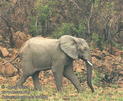 Loxodonta africana African Bush Elephant Afrikansk elefant ...