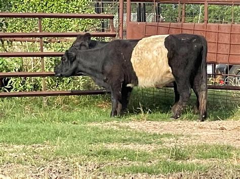 2 Purebred Cows - Belted Galloway For Sale in Central, Texas | LivestockMarket.com