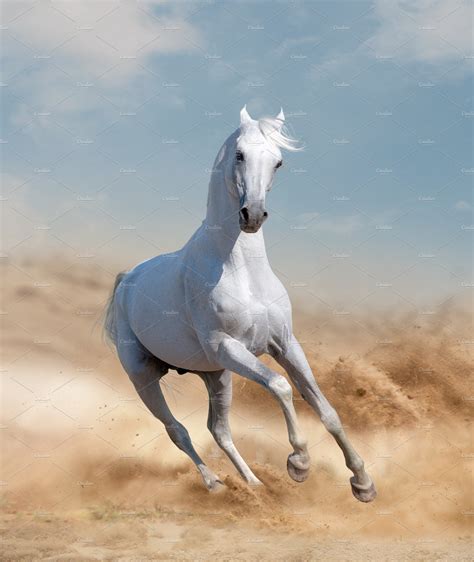 arabian horse running in desert | Stock Photos ~ Creative Market