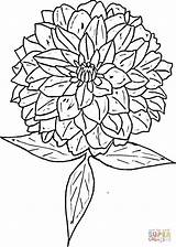 Zinnia coloring page  Free Printable Coloring Pages sketch template