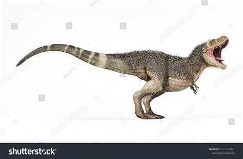 Tyrannosaurus Rex Feathers Isolated On White Stock Illustration ...