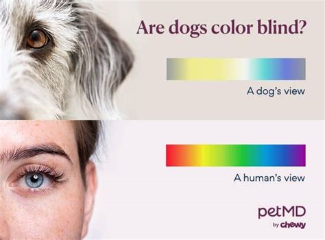 What Colors Can Dogs See? | Supre Dog