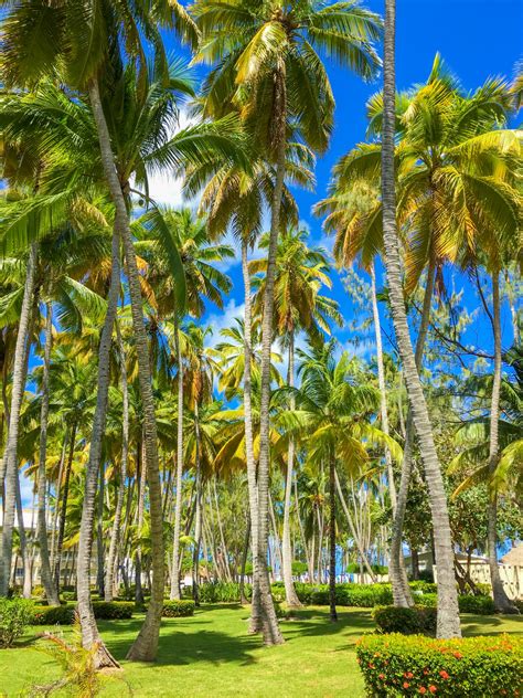 Tropical Palm Trees Free Stock Photo - Public Domain Pictures