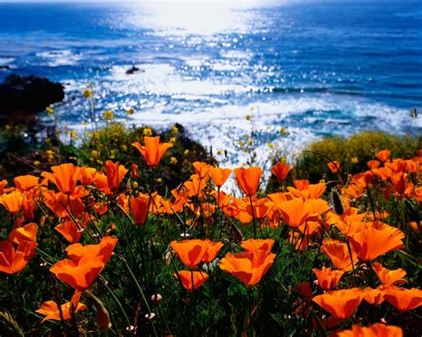 🔥 [50+] California Poppy Wallpapers | WallpaperSafari