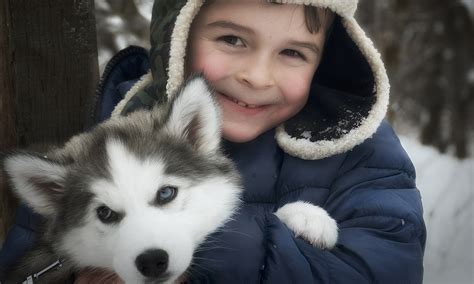 Husky Dog Names – Most Popular, Famous, Male, Female & More – Pet Guide ...