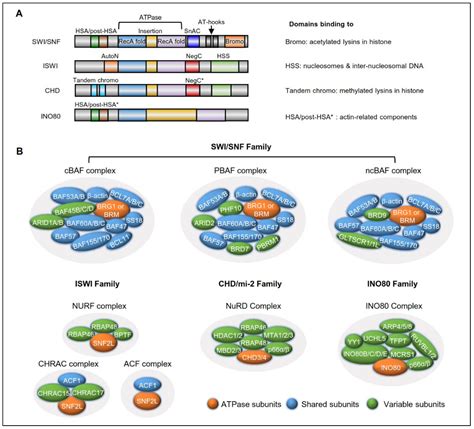 IJMS | Free Full-Text | Targeting Chromatin-Remodeling Factors in Cancer Cells: Promising ...