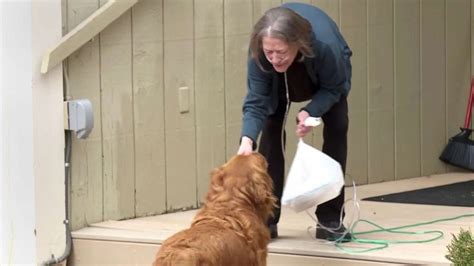 Dog delivers groceries to neighbor in need during coronavirus ...