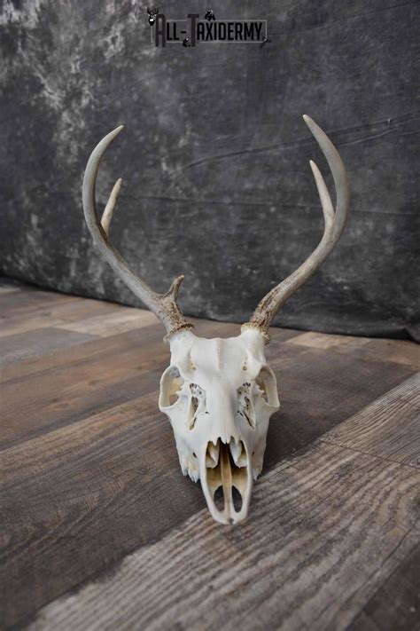 Whitetail Deer European skull 6 Pointer SKU 1312 | All Taxidermy