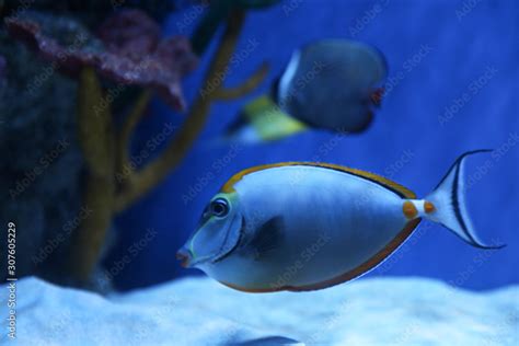 Beautiful achilles tang fish in clear aquarium Stock Photo | Adobe Stock