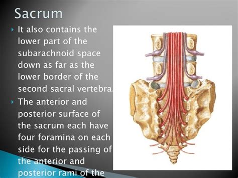 Vertebral Canal Anatomy