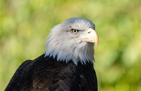 American Bald Eagle Gets a Close Up Head Shot Stock Photo - Image of ...