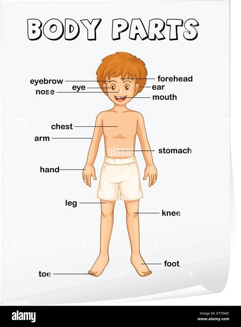 Parts Of Body