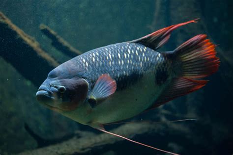 Giant Gourami Care Guide: Size, Behavior, Diet, And More - Aquariadise