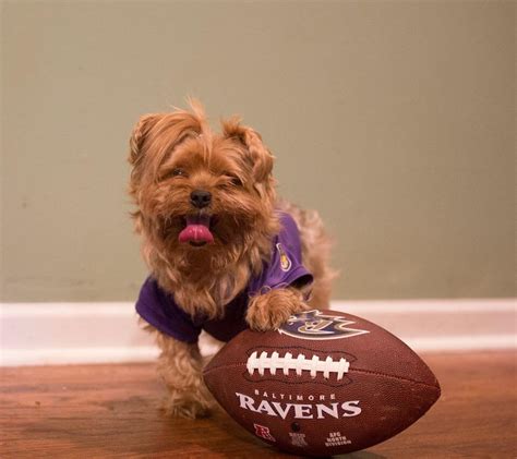 A wholesome photo of my dog (Raven) to lighten the post-loss mood!! : r ...