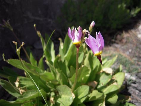 A LA RECHERCHE DE - IN SEARCH OF...: Utah Desert Flowers with Pink and ...