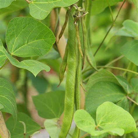 Runner Bean - Enorma - Plug Plants | Rocket Gardens