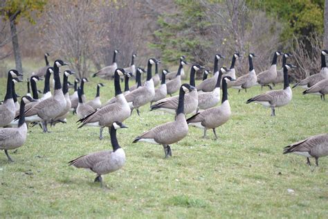 FLOCK! | Animals, Flocking, Photography