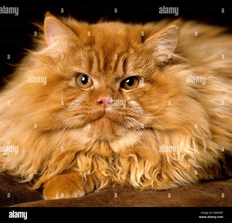 Red persian cat hi-res stock photography and images - Alamy