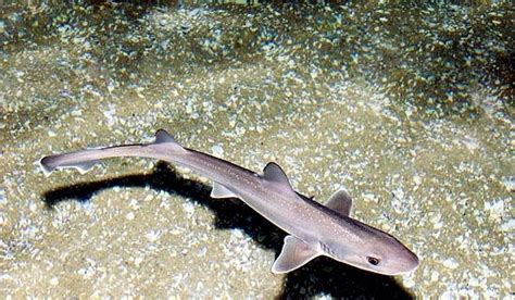 Gummy Shark – "OCEAN TREASURES" Memorial Library