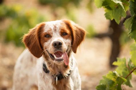 Brittany Spaniel Mixes - PupVine