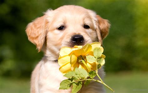 Golden Retriever Puppy - Wallpaper, High Definition, High Quality ...