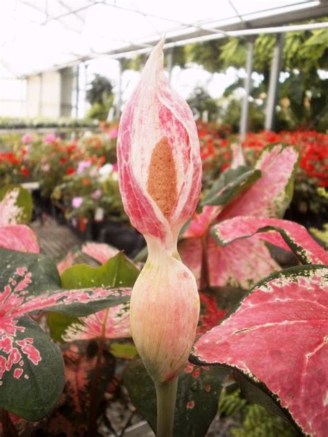 Plants are the Strangest People: Random plant event: Caladium 'Fire Chief' flower