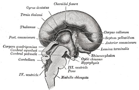 Lamina terminalis - wikidoc