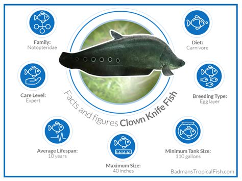 stand out Attachment thief royal clown knife fish Bee Citizenship Change