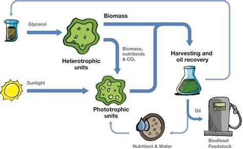 Algae Biofuel Chart