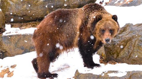 Grizzly Bear Hibernation Updates | The Maryland Zoo