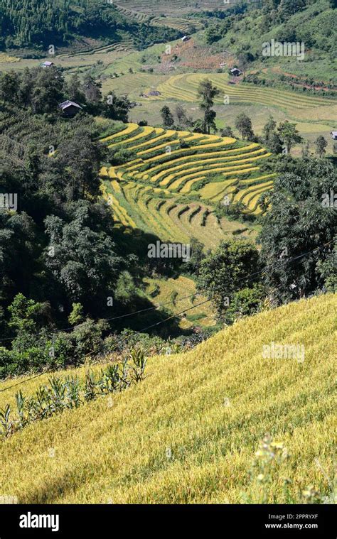 Terrace field in north west Vietnam Stock Photo - Alamy